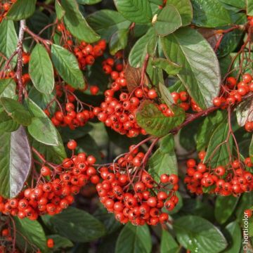 Cotoneaster Lactea