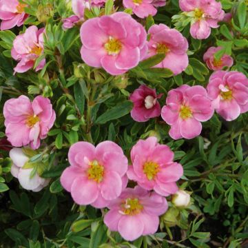 Potentille arbustive Pink Paradise ®