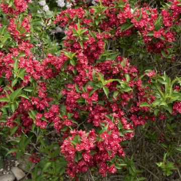 Weigelia Nana rossa