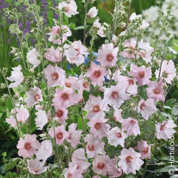 Lavatera Arbustiva Barnsley Baby Il contenitore