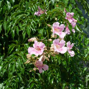 Bignone rose du Zimbabwe, liane orchidée ou Podranea brycei Bignone rose du Zimbabwe, liane orchidée ou Podranea brycei