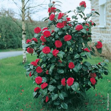 Arbusto Camelia Kramer's Supreme
