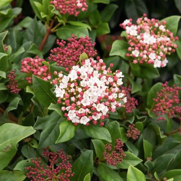 Viburnum tinus Gwenllian