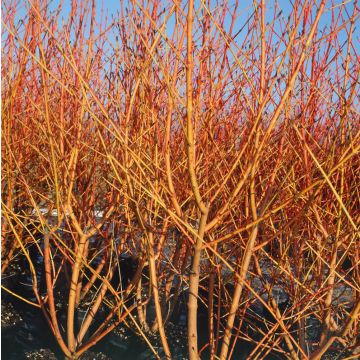 Corniolo Sanguinello Winter Flame ® Anny Corniolo Sanguinello Winter Flame ® Anny