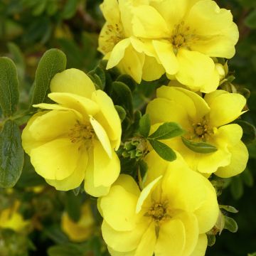 Potentille arbustive DOUBLE PUNCH ® Gold ‘Minjaun03’
