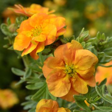 Potentille arbustive DOUBLE PUNCH ® Tango ‘Minora07’ Potentille arbustive DOUBLE PUNCH ® Tango ‘Minora07’