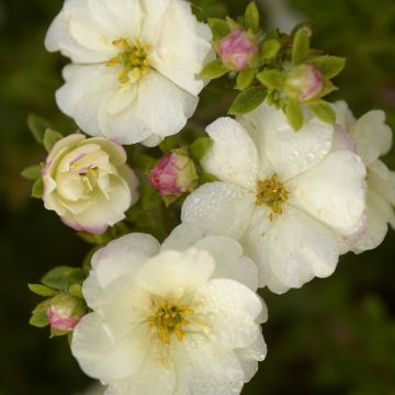 Potentille arbustive DOUBLE PUNCH ® Cream ‘Mincrero01’