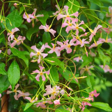 Jasmin étoilé, Trachelospermum asiaticum PINK SHOWERS ® Meilland Richardier
