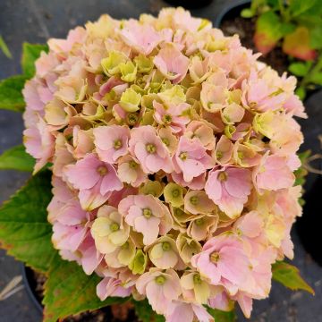 Hortensia hybride ou Hydrangea X scandens FRENCH BOLERO ®