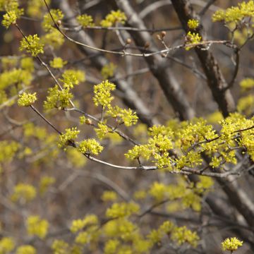 Cornouiller mâle ou cornus mas