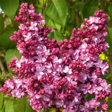 Lilas commun Prince Wolkonsky