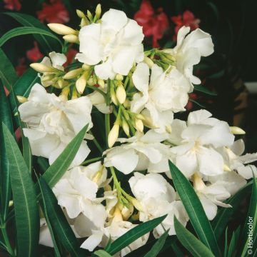 Laurier-rose ou Nerium oleander ‘Mont Blanc’ Laurier-rose ou Nerium oleander ‘Mont Blanc’