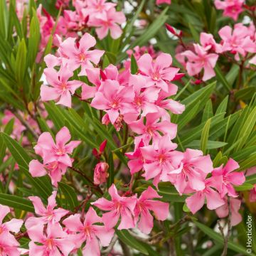 Laurier-rose ou Nerium oleander ‘Margarita’ Laurier-rose ou Nerium oleander ‘Margarita’