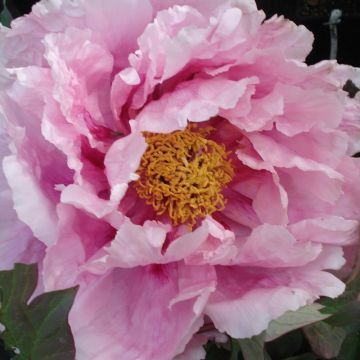 Peonia Arbustiva High Noon Peonia Arbustiva High Noon