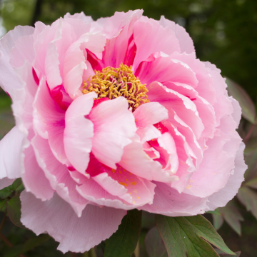 PIVOINES ARBUSTIVES SHIMA NISHIKI