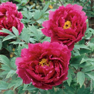 PIVOINES ARBUSTIVES SHIN JITSU GETSU NISHIKI PIVOINES ARBUSTIVES SHIN JITSU GETSU NISHIKI