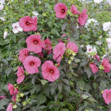 Hibiscus moscheutos PLANET ® GRIOTTE 'Tangri'