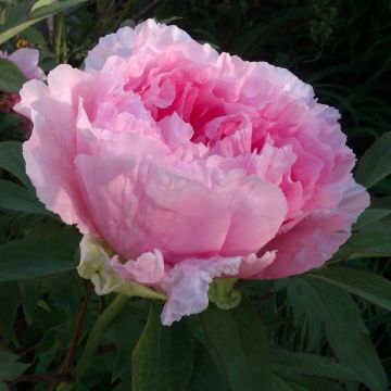 Pivoine Arbustive Hana Kisoï