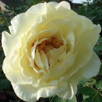 Peonia Arbustiva High Noon Peonia Arbustiva High Noon