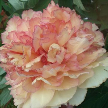 Peonia Arbustiva Kinkaku
