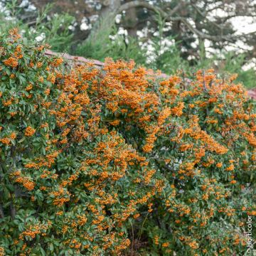 Piracanta Saphyr ® Arancione