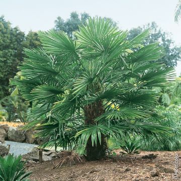 Trachycarpus Excelsa Trachycarpus Excelsa