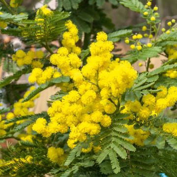 Mimosa d’hiver Le Gaulois, Acacia dealbata