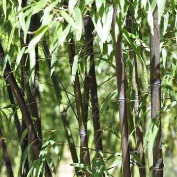 BAMBOU PHYLLOSTACHYS NIGRA