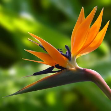 Uccello del paradiso Strelitzia Reginae