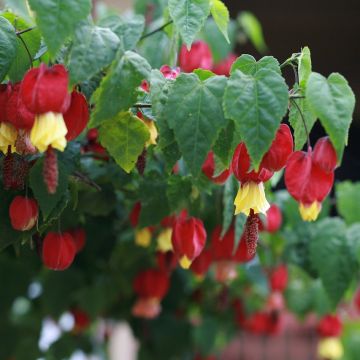 Abutilon Megapotamicum - Abutilon Vivace Rampicante