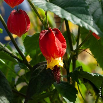 Abutilon megapotamicum ou Abutilon vivace grimpant Abutilon megapotamicum ou Abutilon vivace grimpant