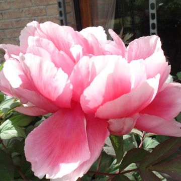 Pivoine arbustive Shima Zubeni Pivoine arbustive Shima Zubeni