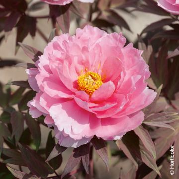 Pivoine arbustive ou Paeonia suffruticosa ‘Yachiyo Tsubaki’ Pivoine arbustive ou Paeonia suffruticosa ‘Yachiyo Tsubaki’