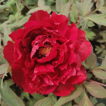 Pivoine arbustive ou Paeonia suffruticosa Houkibeni Pivoine arbustive ou Paeonia suffruticosa Houkibeni