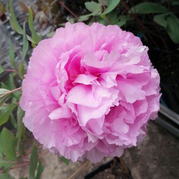 Pivoine arbustive rose Ling Hua Zhang Lu Pivoine arbustive rose Ling Hua Zhang Lu