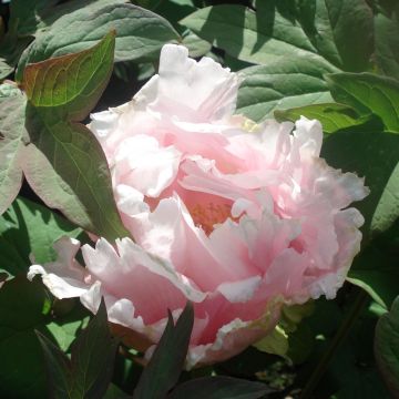 Pivoine arbustive rose Kasuga Pivoine arbustive rose Kasuga