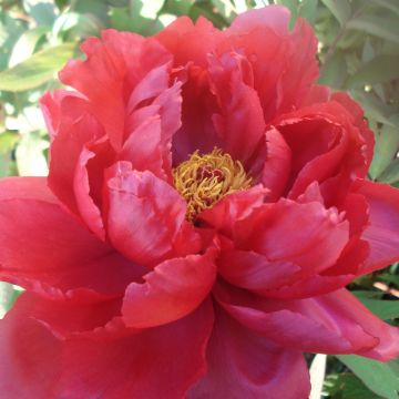 Pivoine arbustive rouge Nitgetshu Nishiki Pivoine arbustive rouge Nitgetshu Nishiki