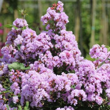 Lagerstroemia INDIYA CHARMS ® CAMAÏEU D'ETE ® 'Indycam' Lagerstroemia INDIYA CHARMS ® CAMAÏEU D'ETE ® 'Indycam'