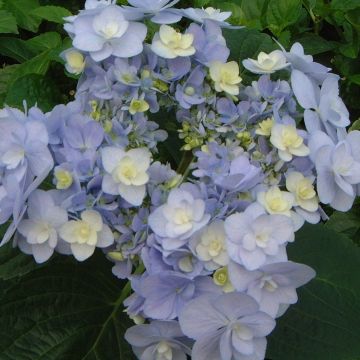 Hortensia macrophylla YOU & ME ® Forever 'RIE 01' Bleu Hortensia macrophylla YOU & ME ® Forever 'RIE 01' Bleu