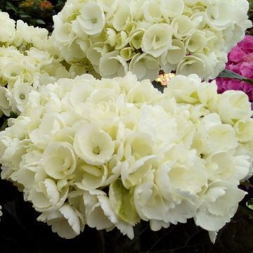 Hortensia macrophylla RENDEZ-VOUS ANGELIQUE ® Hortensia macrophylla RENDEZ-VOUS ANGELIQUE ®