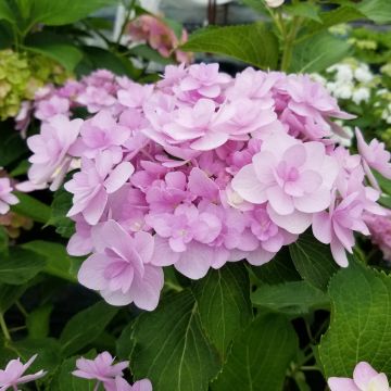 Hortensia macrophylla YOU AND ME ® Forever 'RIE01'