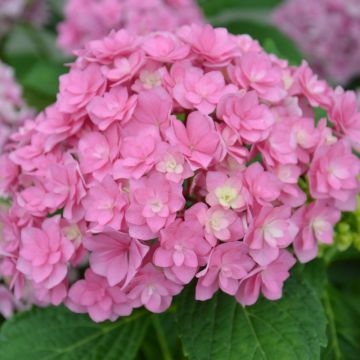 Hortensia macrophylla YOU & ME ® Together 'Youmefive'