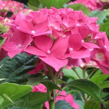Hortensia macrophylla ROYAL RED ® ‘Hbarore’ Hortensia macrophylla ROYAL RED ® ‘Hbarore’