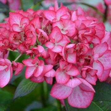 Hortensia macrophylla DUTCH LADIES ® Salsa Sidsalimp Hortensia macrophylla DUTCH LADIES ® Salsa Sidsalimp