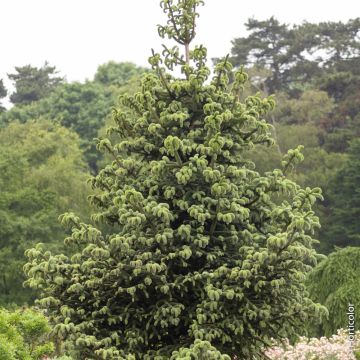 Sapin d’Espagne doré, sapin d’Andalousie doré ou Abies pinsapo ‘Aurea’