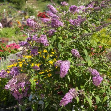 Arbre aux papillons, buddleia ou Buddleja davidii ‘Pink Delight’
