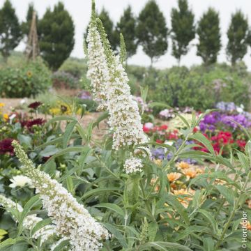 Arbre aux papillons, buddleia ou Buddleja davidii ‘White Profusion’