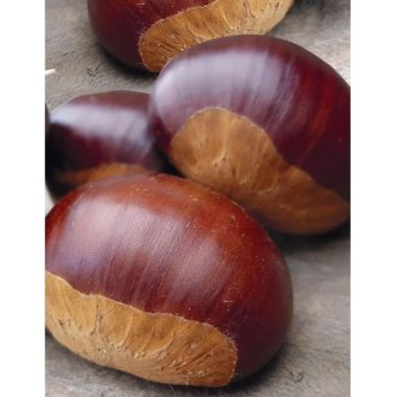Châtaignier ou Castanea sativa ‘Bouche de Bétizac’ Châtaignier ou Castanea sativa ‘Bouche de Bétizac’