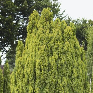 Faux cyprès de Lawson d’Ellwood doré ou Chamaecyparis lawsoniana ‘Ellwood’s Gold’