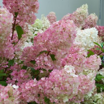 Hortensia paniculata SUNDAE FRAISE ® Rensun